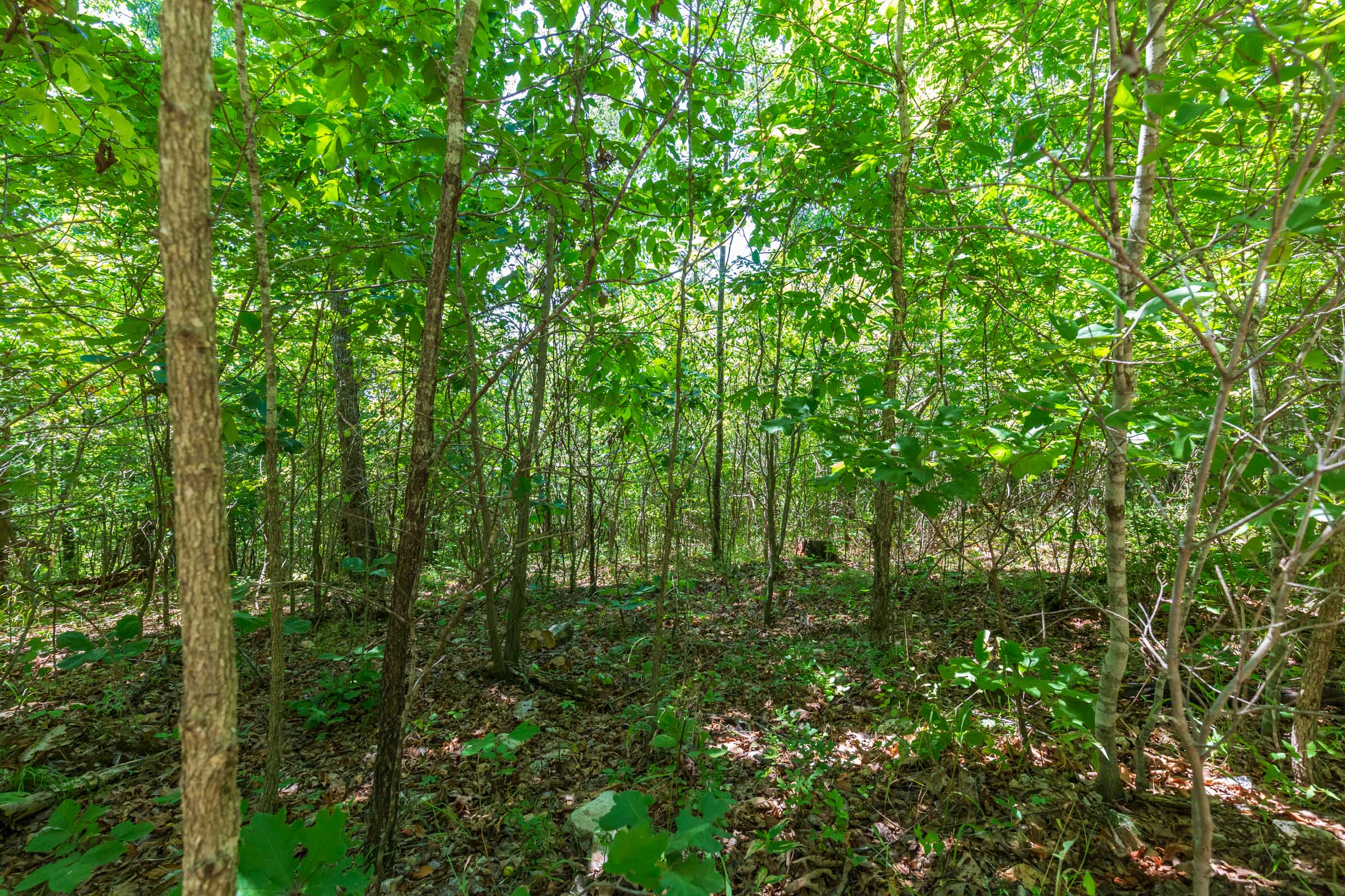 Tract 10 at Cypress Ridge in Reynolds County, Missouri