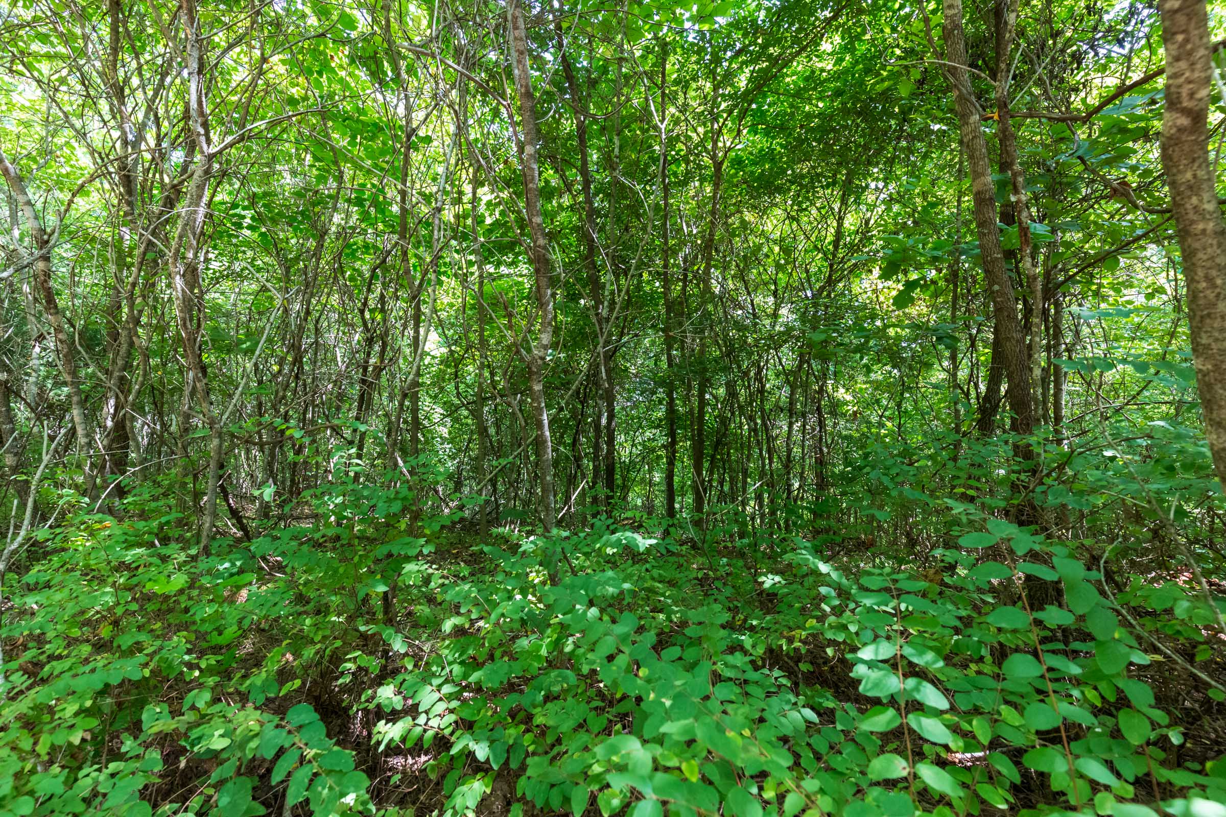 Tract 13 at Cypress Ridge in Reynolds County, Missouri