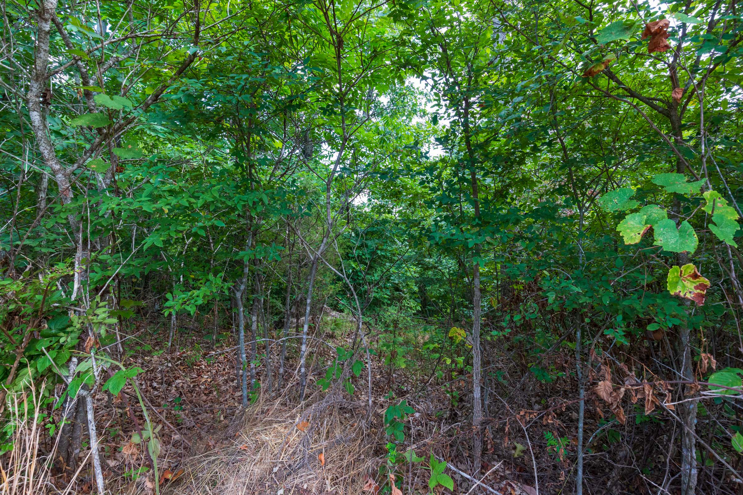 Tract 16 at Cypress Ridge in Reynolds County, Missouri