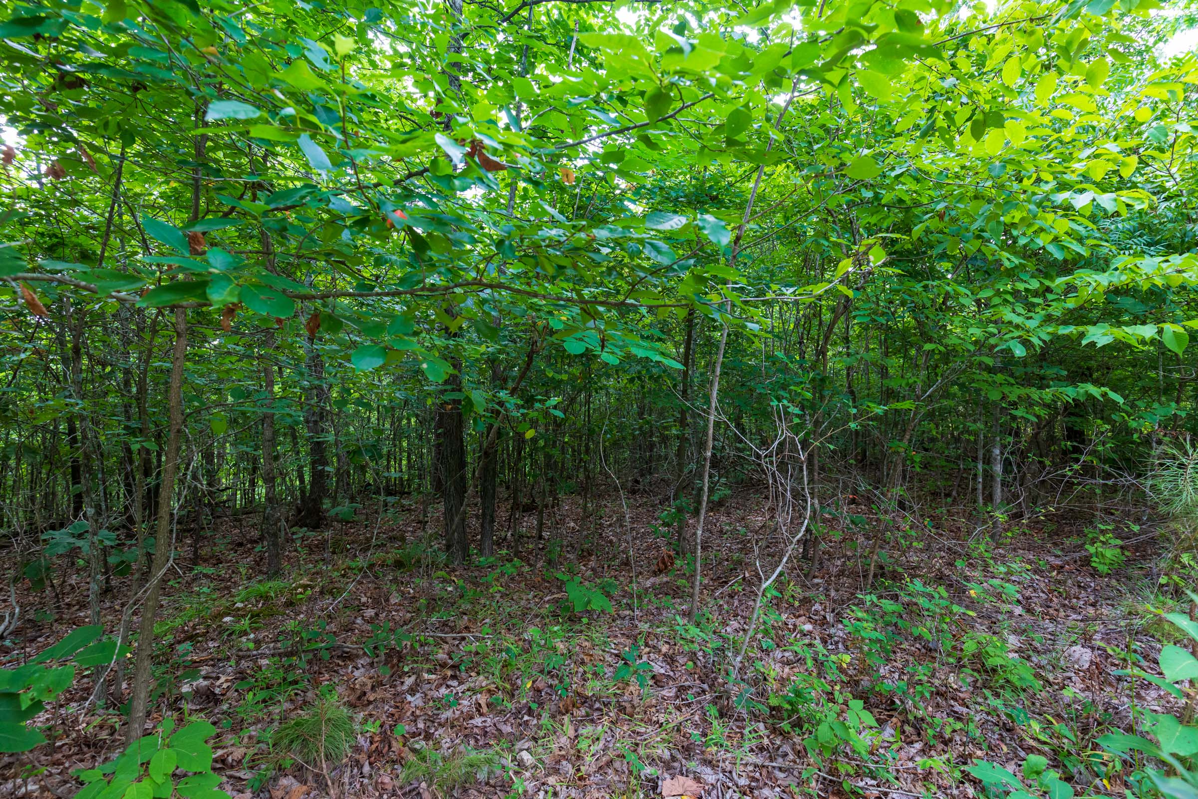 Tract 19 at Cypress Ridge in Reynolds County, Missouri