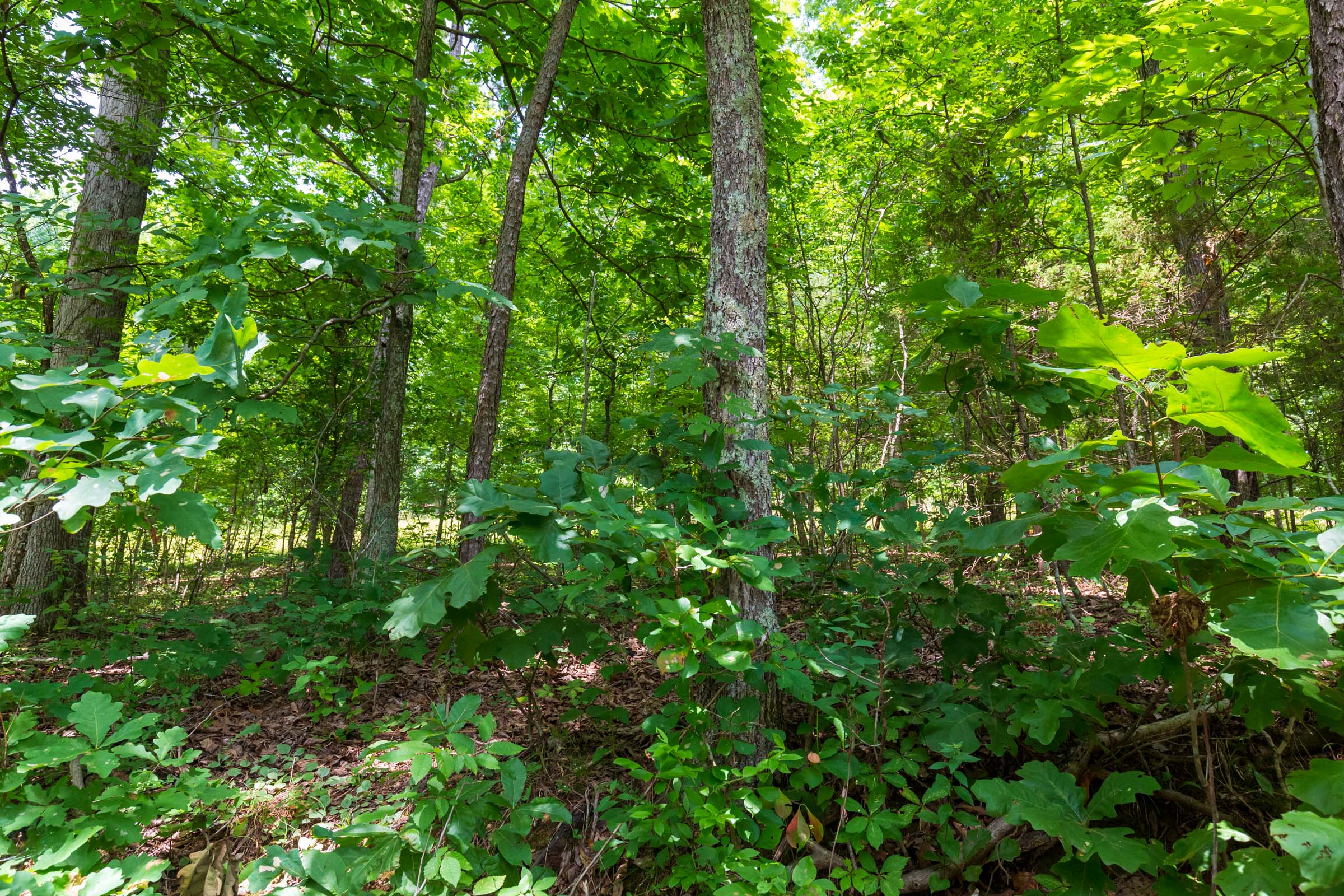 Tract 2 at Cypress Ridge in Reynolds County, Missouri