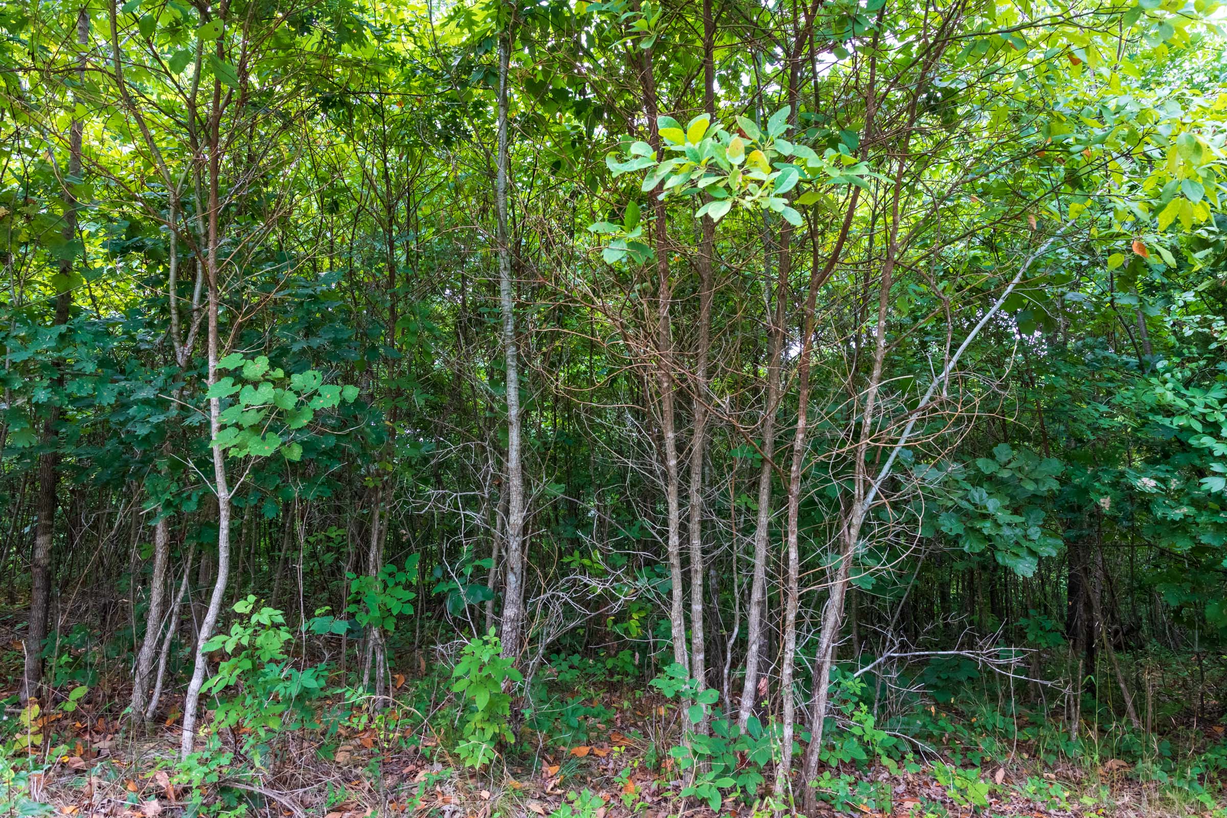 Tract 25 at Cypress Ridge in Reynolds County, Missouri