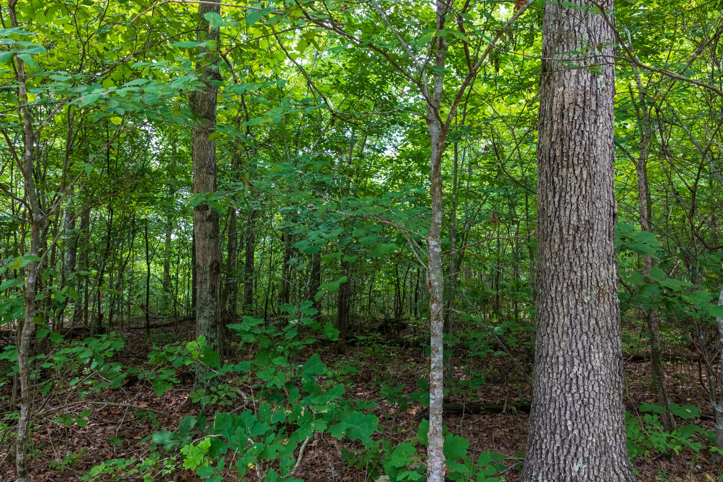 Tract 26 at Cypress Ridge in Reynolds County, Missouri