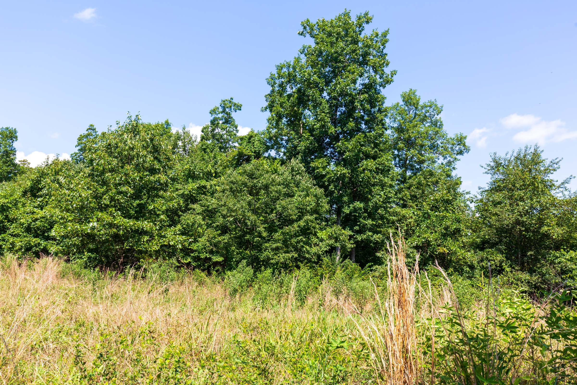 Tract 29 at Cypress Ridge in Reynolds County, Missouri