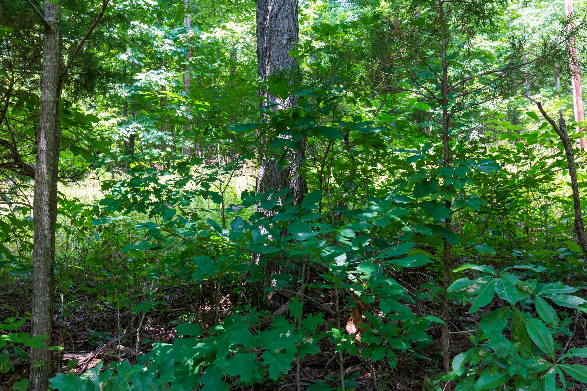 Tract 3 at Cypress Ridge in Reynolds County, Missouri
