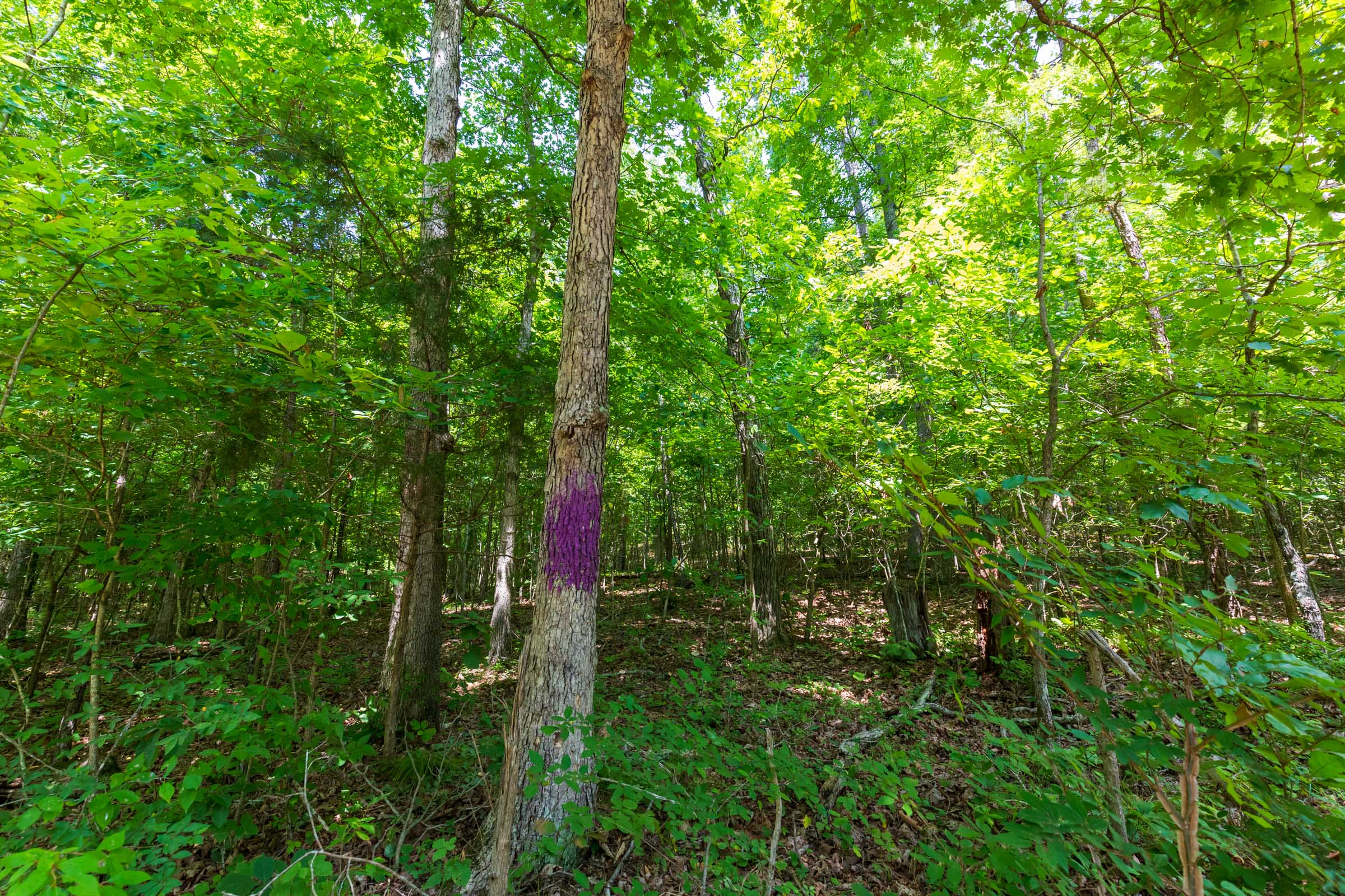 Tract 4 at Cypress Ridge in Reynolds County, Missouri