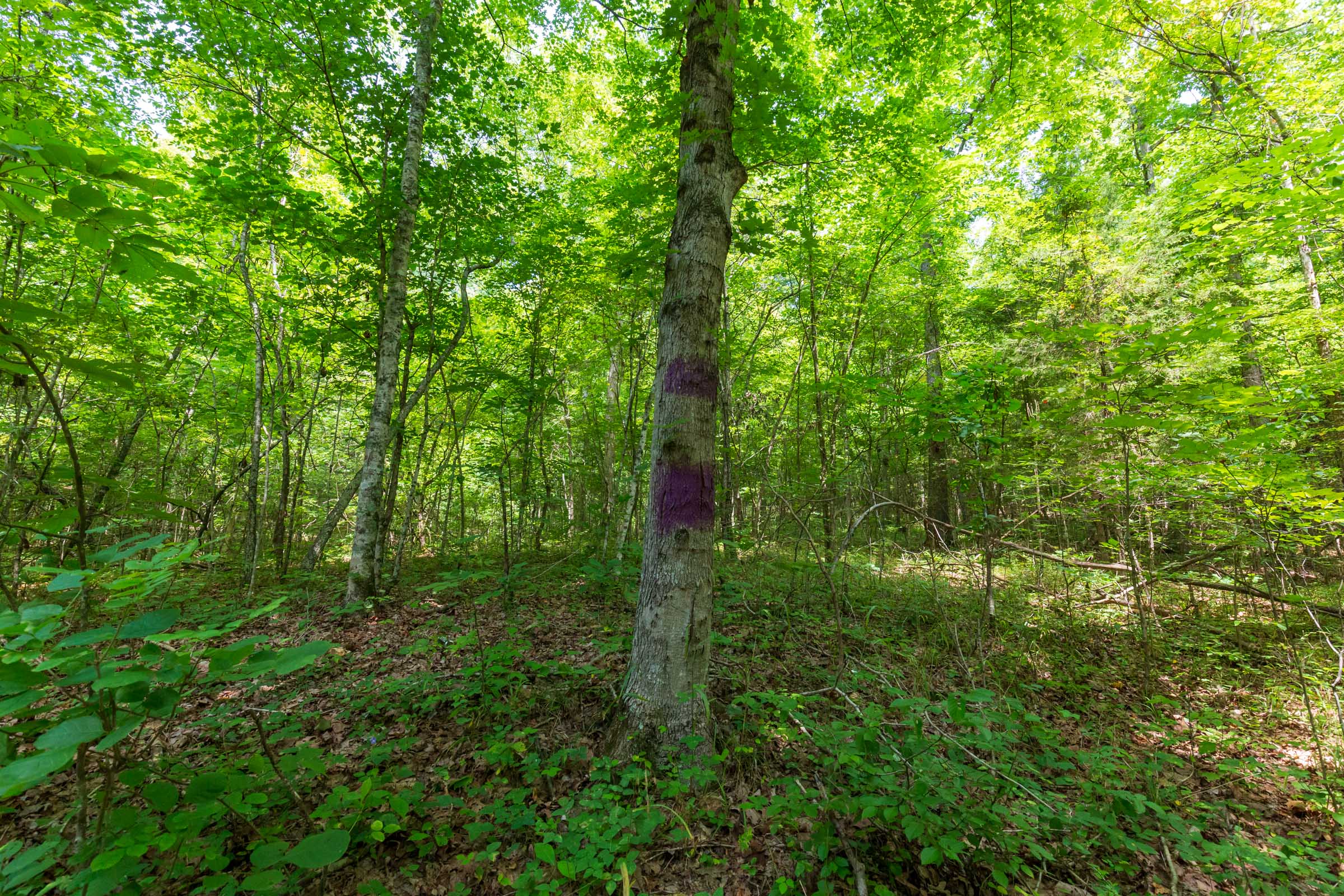 Tract 5 at Cypress Ridge in Reynolds County, Missouri