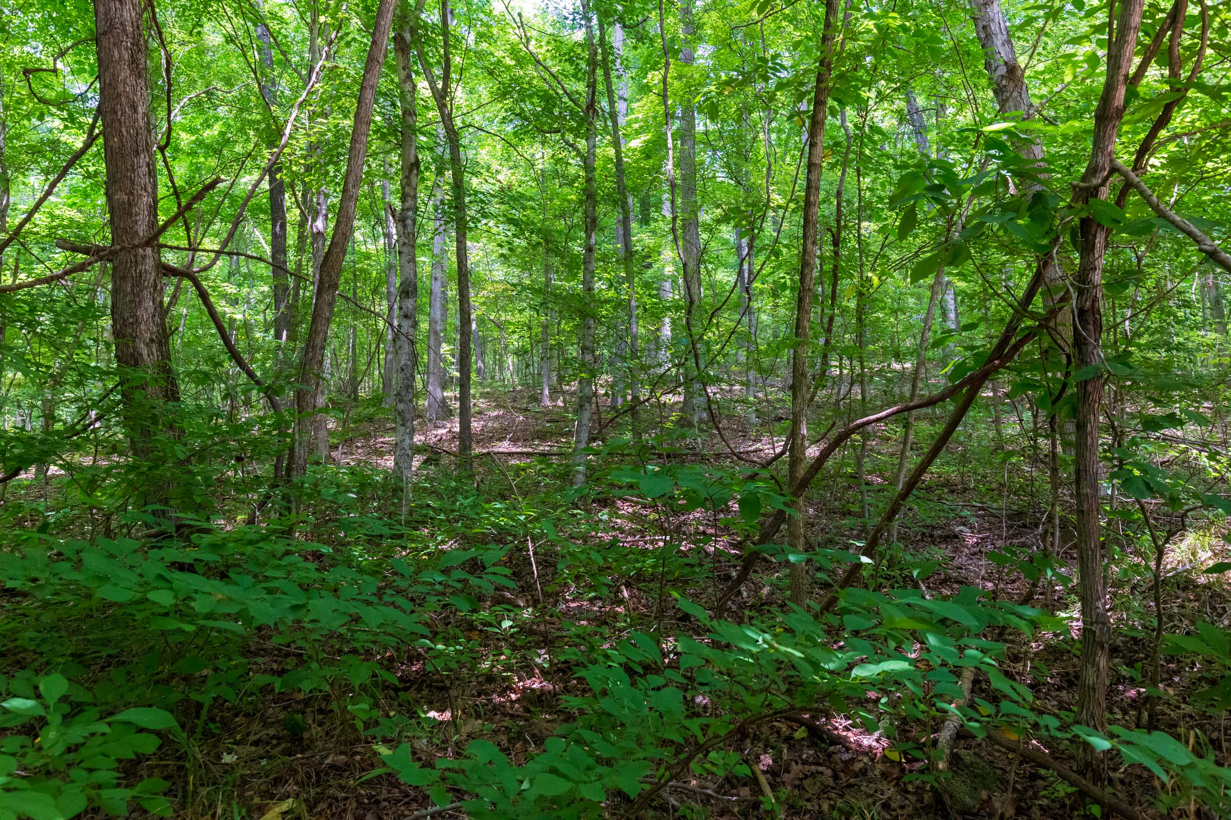 Tract 6 at Cypress Ridge in Reynolds County, Missouri