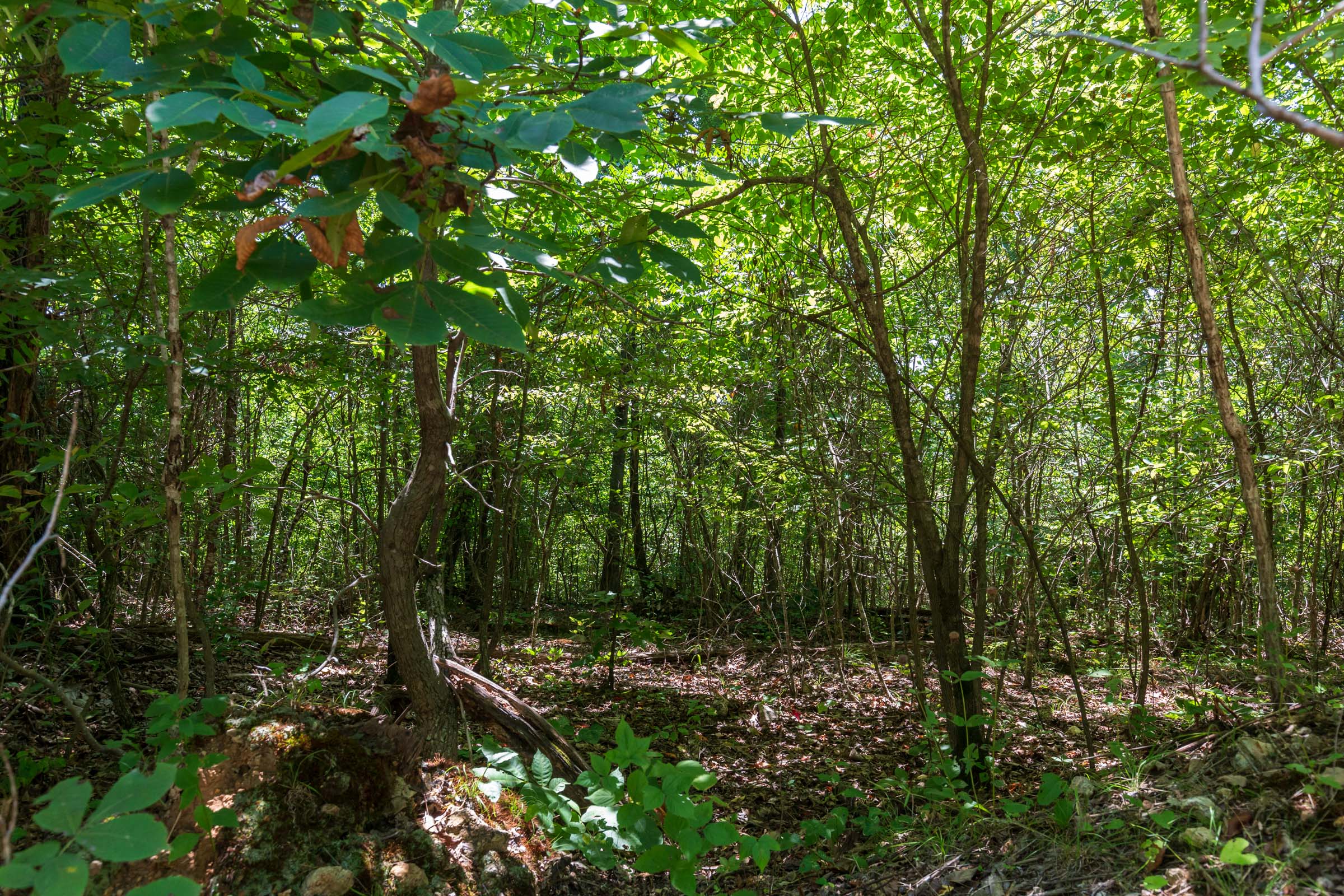 Tract 7 at Cypress Ridge in Reynolds County, Missouri